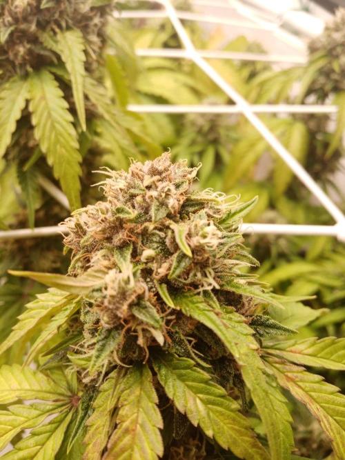LemonCherryGelato / Gorilla Punch Auto. Week 9