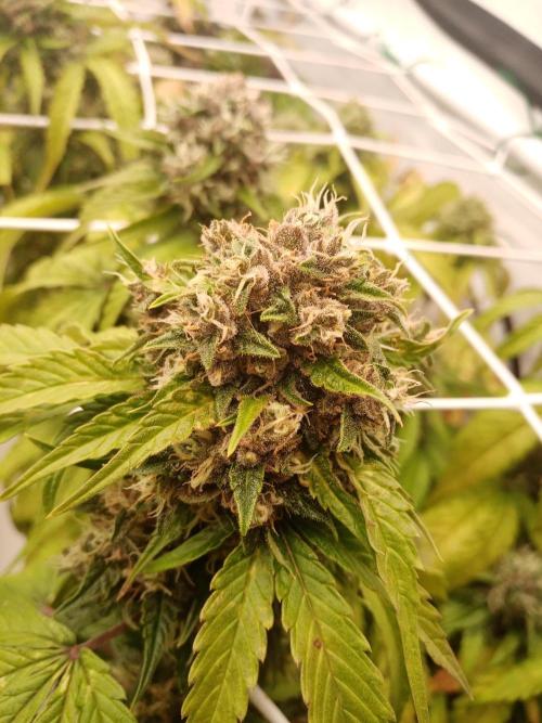 LemonCherryGelato / Gorilla Punch Auto. Week 9
