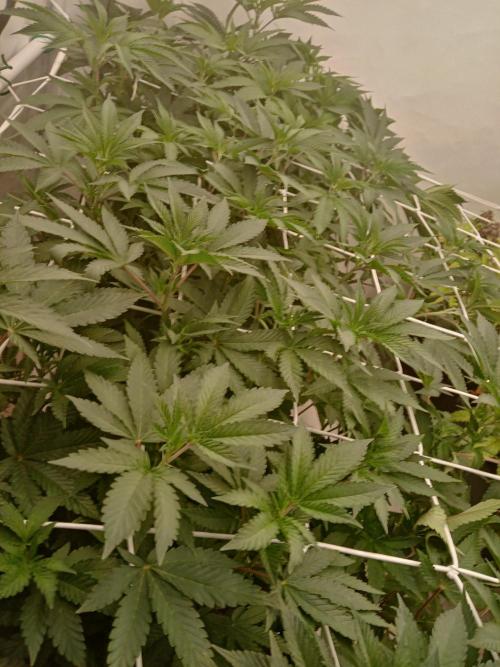 LemonCherryGelato / Gorilla Punch Auto. Week 9