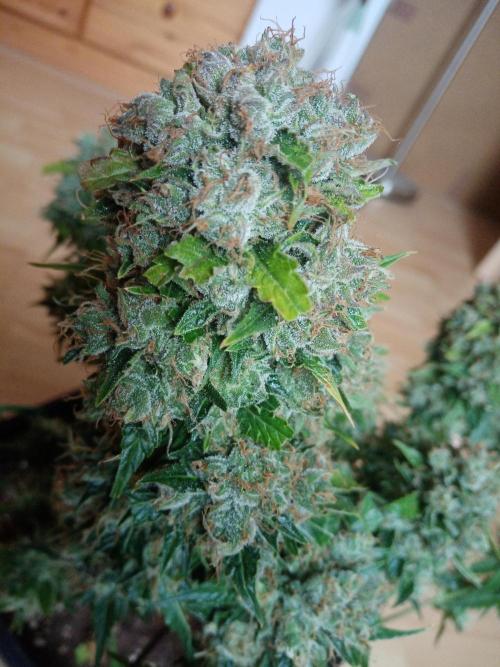 LemonCherryGelato / Gorilla Punch Auto. Week 9