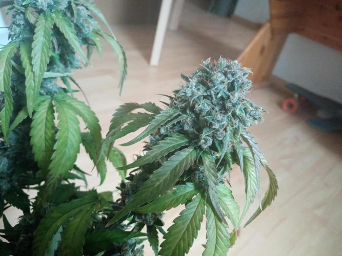 LemonCherryGelato / Gorilla Punch Auto. Week 9