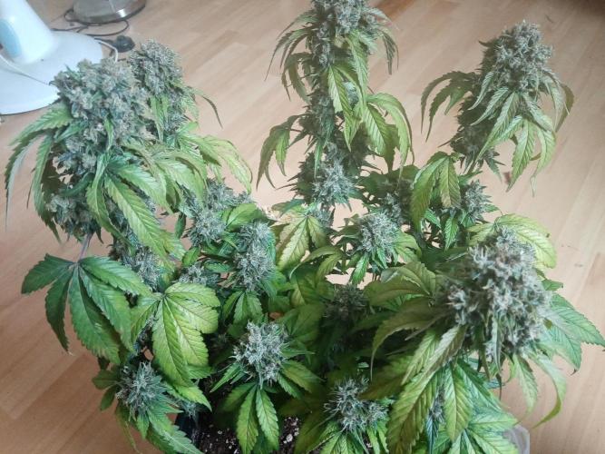 LemonCherryGelato / Gorilla Punch Auto. Week 9