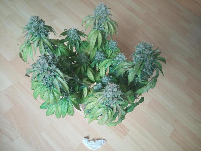 LemonCherryGelato / Gorilla Punch Auto. Week 9