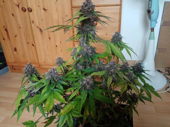 LemonCherryGelato / Gorilla Punch Auto. Week 9