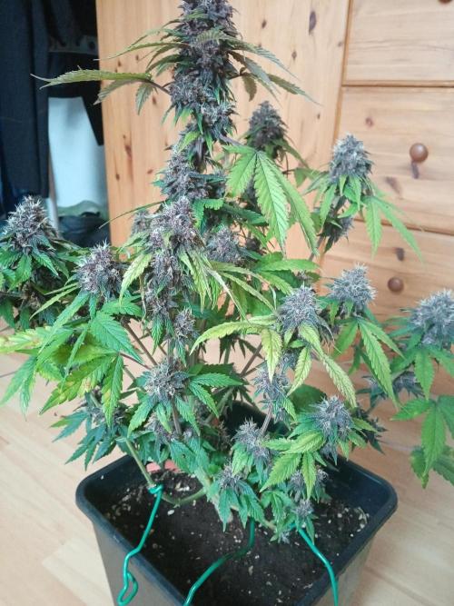 LemonCherryGelato / Gorilla Punch Auto. Week 9