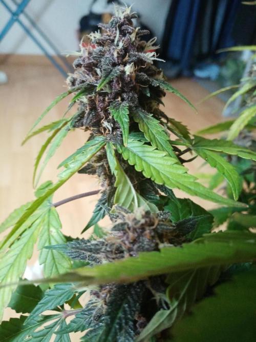 LemonCherryGelato / Gorilla Punch Auto. Week 9