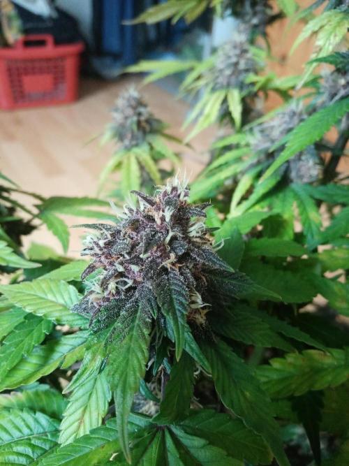 LemonCherryGelato / Gorilla Punch Auto. Week 9