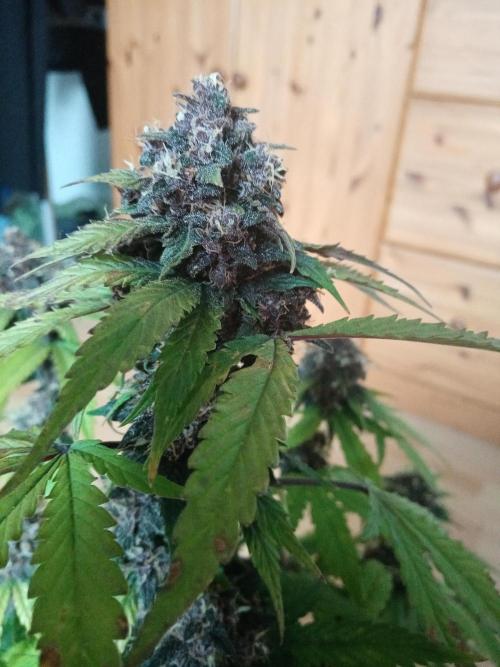 LemonCherryGelato / Gorilla Punch Auto. Week 9