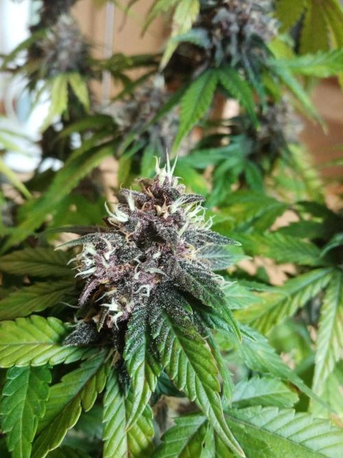 LemonCherryGelato / Gorilla Punch Auto. Week 9
