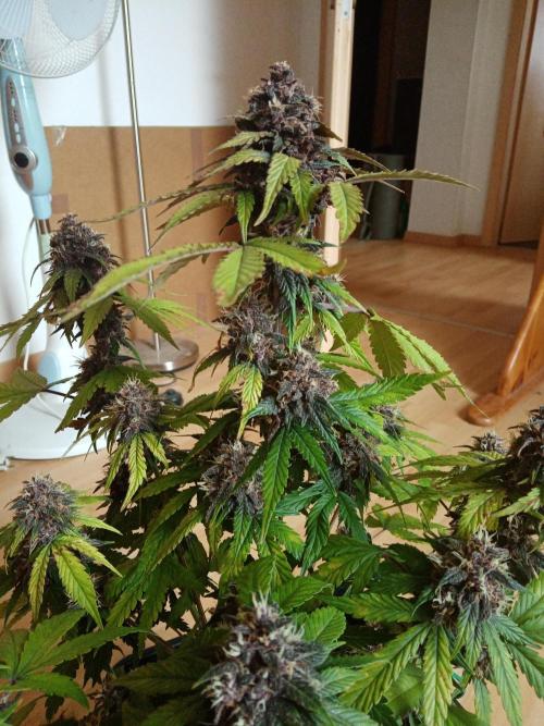 LemonCherryGelato / Gorilla Punch Auto. Week 9