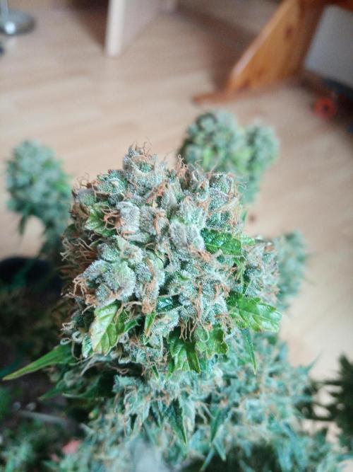 LemonCherryGelato / Gorilla Punch Auto. Week 9