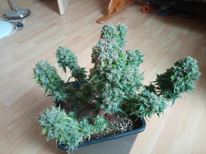 LemonCherryGelato / Gorilla Punch Auto. Week 9