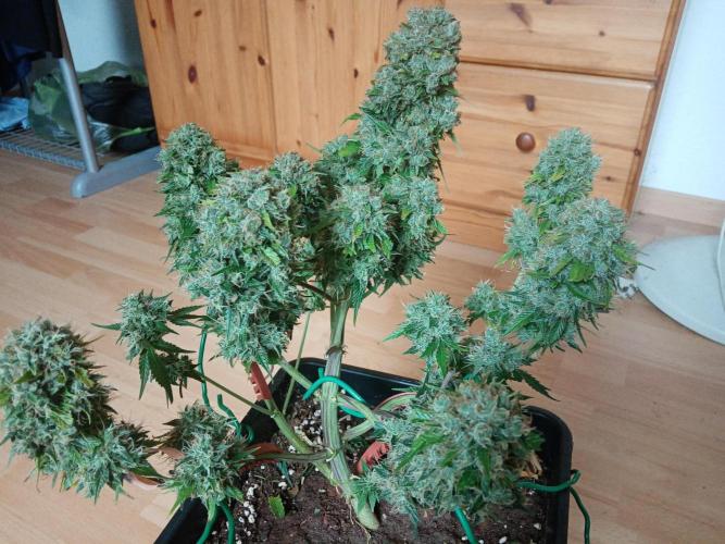 LemonCherryGelato / Gorilla Punch Auto. Week 9