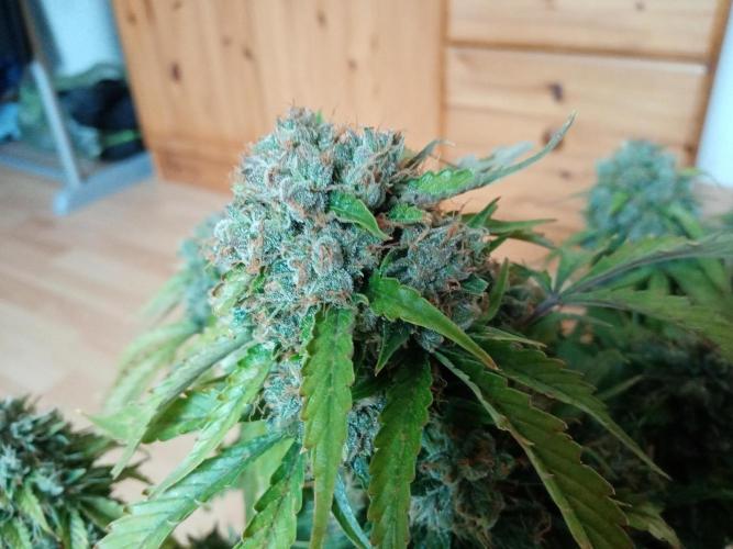 LemonCherryGelato / Gorilla Punch Auto. Week 9