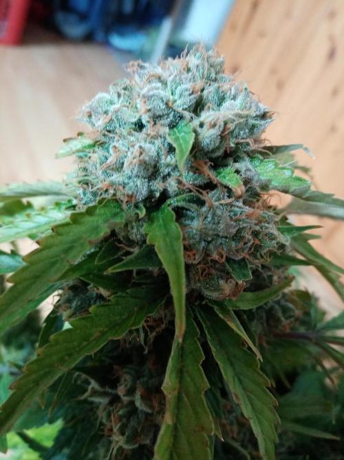 LemonCherryGelato / Gorilla Punch Auto. Week 9