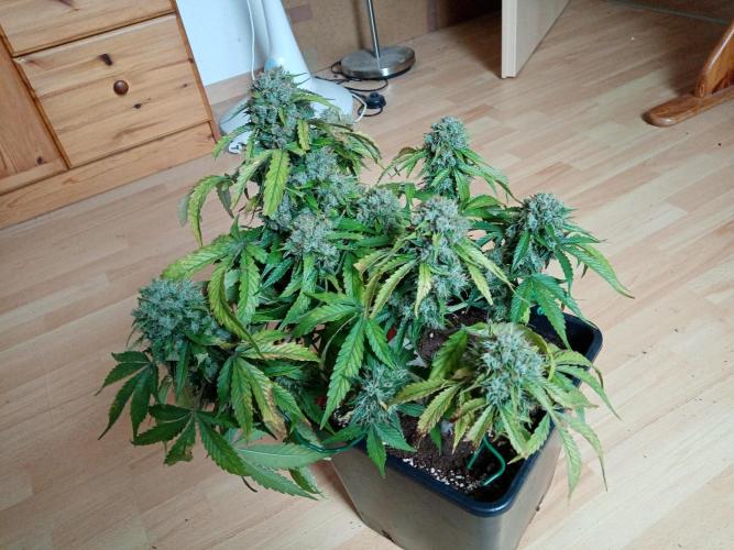LemonCherryGelato / Gorilla Punch Auto. Week 9