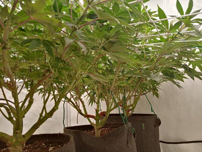 LemonCherryGelato / Gorilla Punch Auto. Week 10