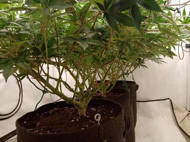 LemonCherryGelato / Gorilla Punch Auto. Week 10