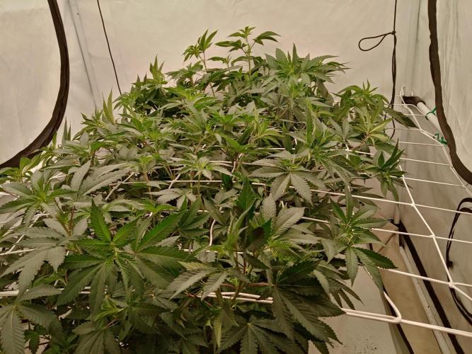 LemonCherryGelato / Gorilla Punch Auto. Week 10
