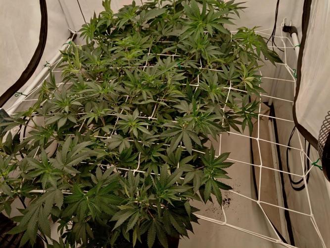 LemonCherryGelato / Gorilla Punch Auto. Week 10