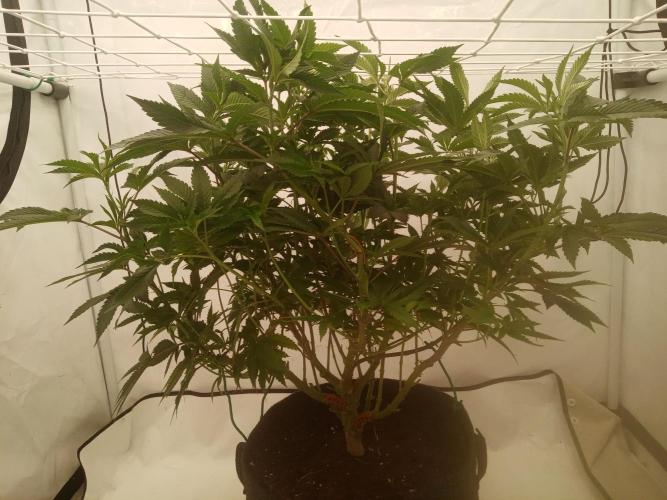 LemonCherryGelato / Gorilla Punch Auto. Week 10