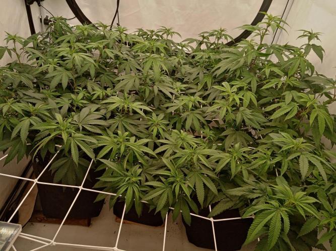 LemonCherryGelato / Gorilla Punch Auto. Week 11