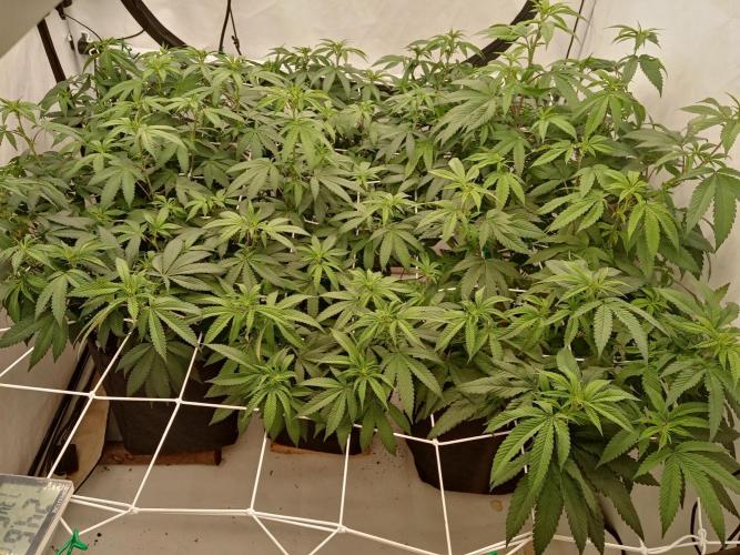 LemonCherryGelato / Gorilla Punch Auto. Week 11