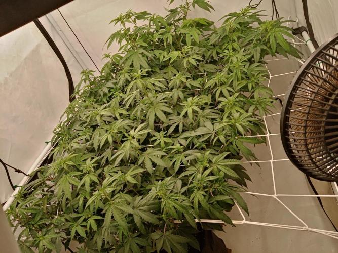 LemonCherryGelato / Gorilla Punch Auto. Week 11