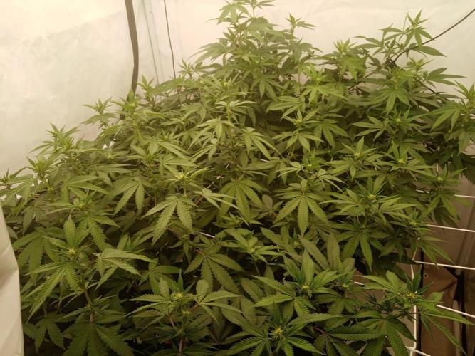 LemonCherryGelato / Gorilla Punch Auto. Week 12