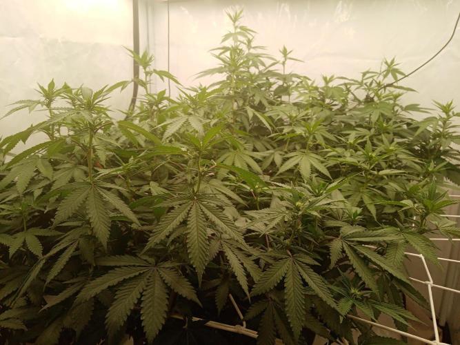 LemonCherryGelato / Gorilla Punch Auto. Week 12
