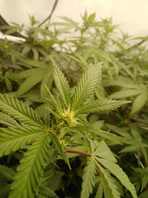 LemonCherryGelato / Gorilla Punch Auto. Week 12