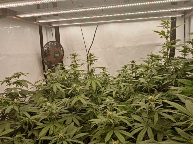 LemonCherryGelato / Gorilla Punch Auto. Week 12