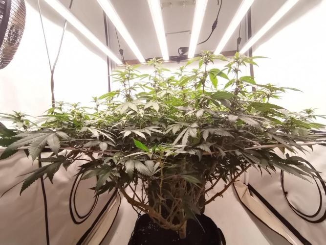 LemonCherryGelato / Gorilla Punch Auto. Week 12