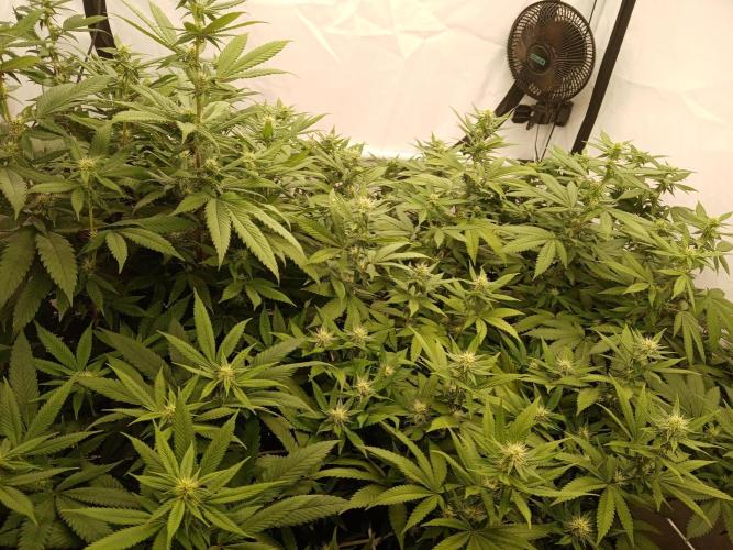 LemonCherryGelato / Gorilla Punch Auto. Week 13