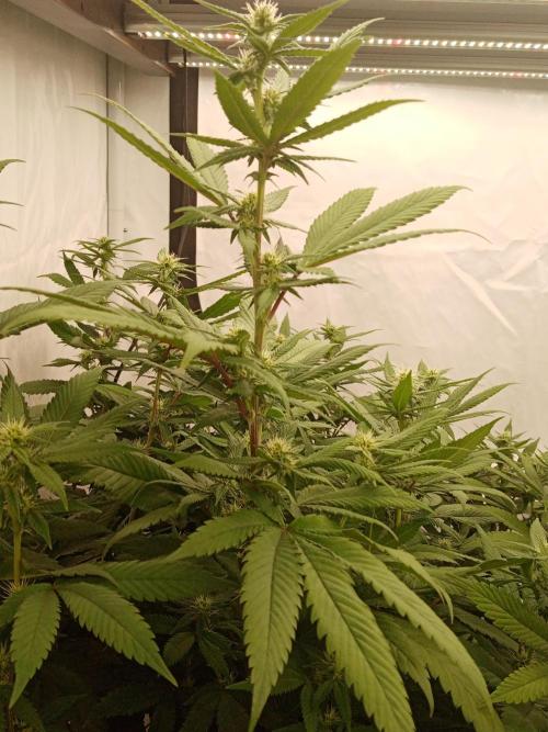 LemonCherryGelato / Gorilla Punch Auto. Week 13
