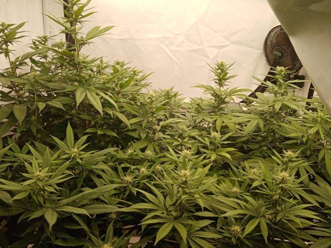 LemonCherryGelato / Gorilla Punch Auto. Week 13