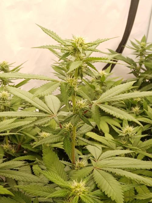 LemonCherryGelato / Gorilla Punch Auto. Week 13