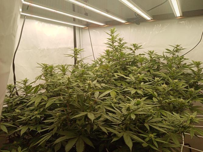 LemonCherryGelato / Gorilla Punch Auto. Week 13