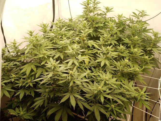 LemonCherryGelato / Gorilla Punch Auto. Week 13