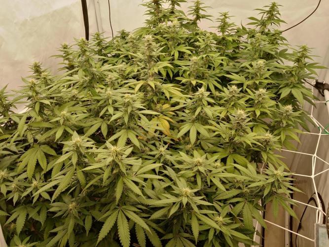 LemonCherryGelato / Gorilla Punch Auto. Week 14