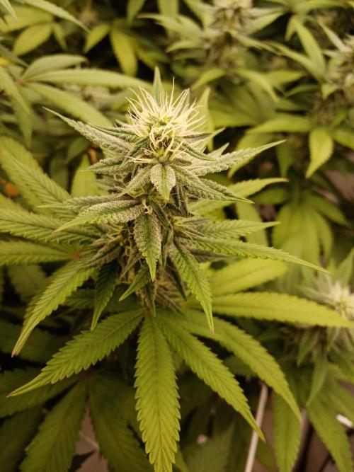 LemonCherryGelato / Gorilla Punch Auto. Week 14