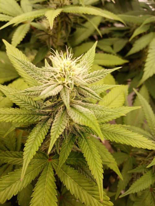 LemonCherryGelato / Gorilla Punch Auto. Week 14