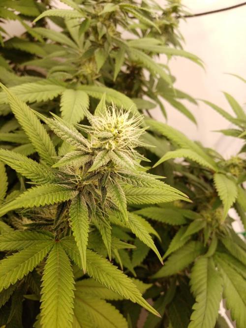 LemonCherryGelato / Gorilla Punch Auto. Week 14