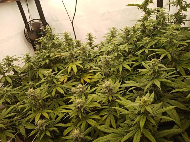 LemonCherryGelato / Gorilla Punch Auto. Week 14