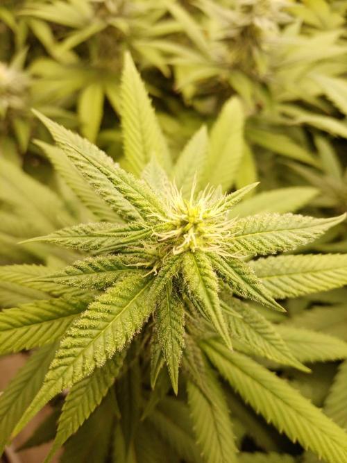 LemonCherryGelato / Gorilla Punch Auto. Week 14