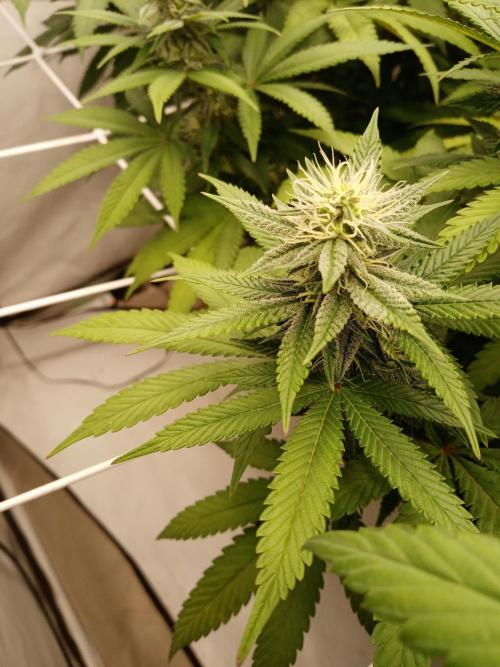 LemonCherryGelato / Gorilla Punch Auto. Week 14