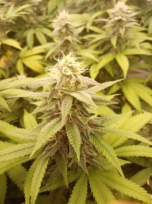 LemonCherryGelato / Gorilla Punch Auto. Week 15