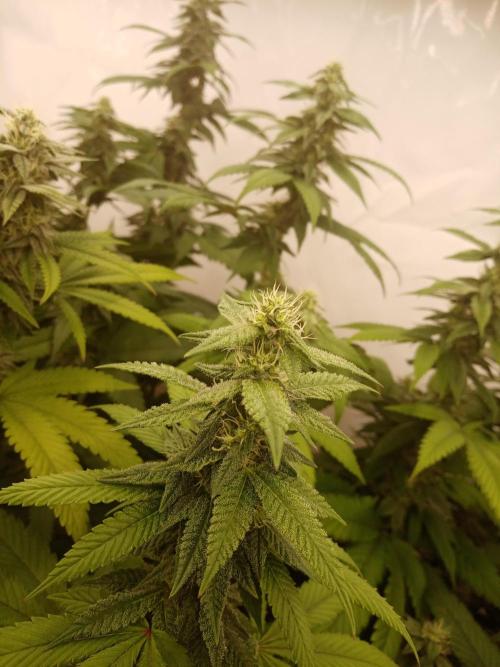 LemonCherryGelato / Gorilla Punch Auto. Week 15
