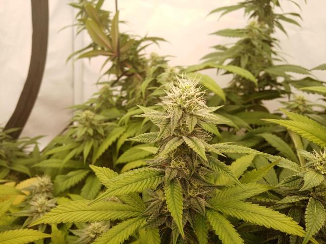 LemonCherryGelato / Gorilla Punch Auto. Week 15