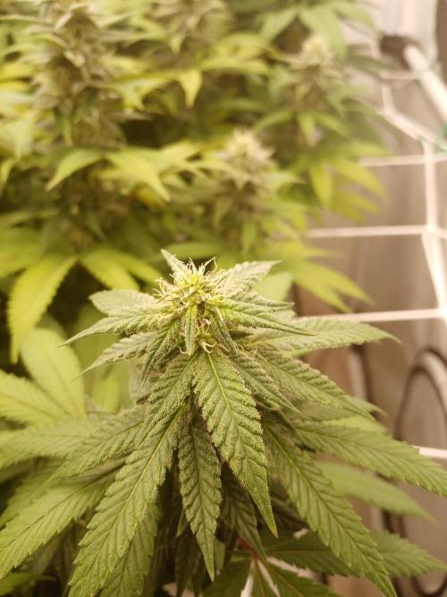 LemonCherryGelato / Gorilla Punch Auto. Week 15